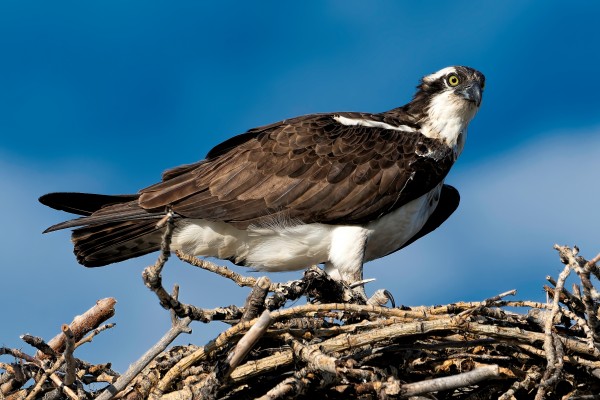 Osprey by Andrew Wasik